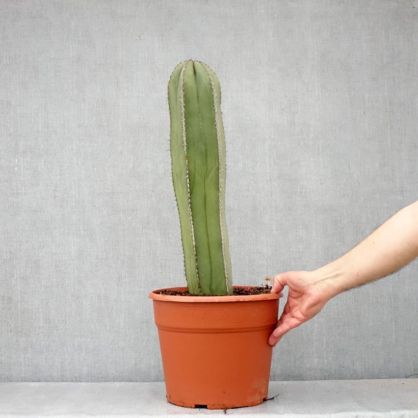 Stenocereus marginatus  - Cierge, Cactus cierge 7.5L/10L potShipped height around 50/70cm sample as delivered in spring