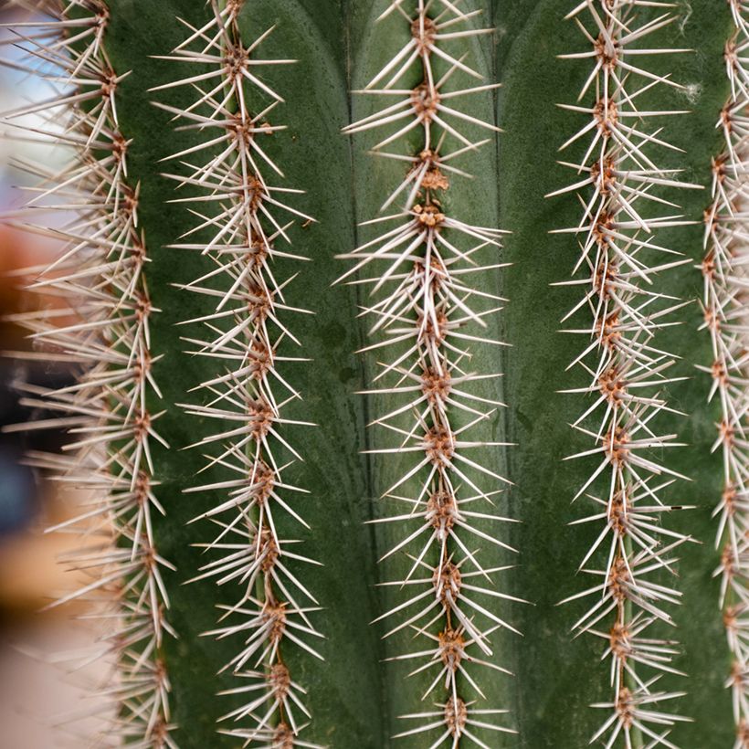Stenocereus griseus - Cactus (Foliage)