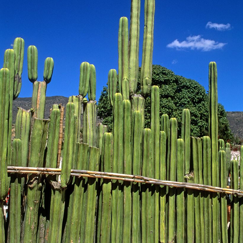 Stenocereus marginatus - Cactus (Plant habit)