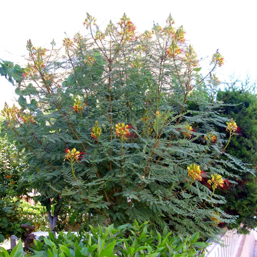 Caesalpinia gilliesii (Plant habit)