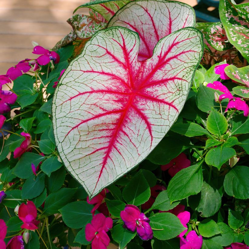 Caladium Fiesta (Foliage)