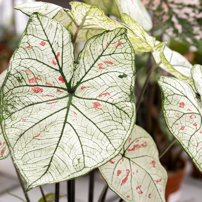 Caladium Strawberry Star (Foliage)