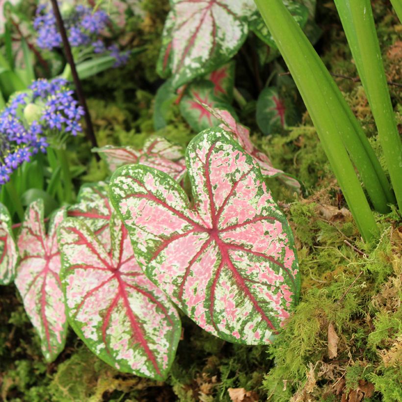 Caladium Tapestry (Plant habit)