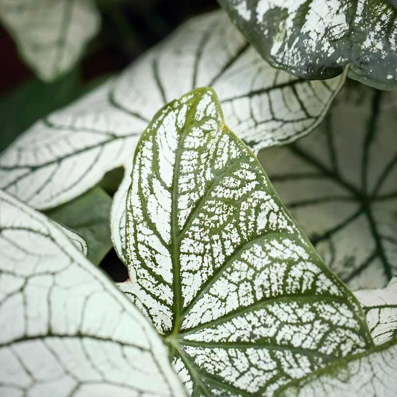 Caladium Pliage - Elephant ear (Foliage)