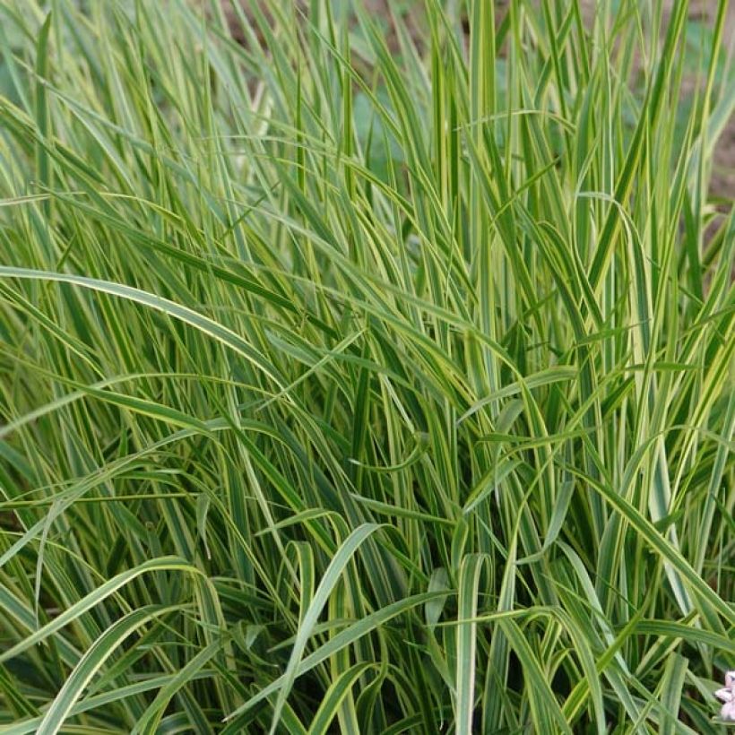 Calamagrostis acutiflora Overdam - Feather Reed Grass (Foliage)