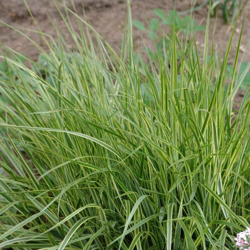 Calamagrostis acutiflora Overdam - Feather Reed Grass (Plant habit)