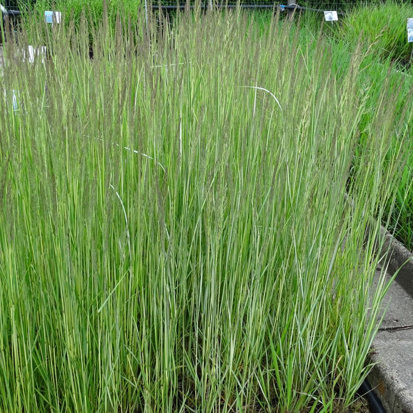 Calamagrostis acutiflora Avalanche - Feather Reed Grass (Plant habit)