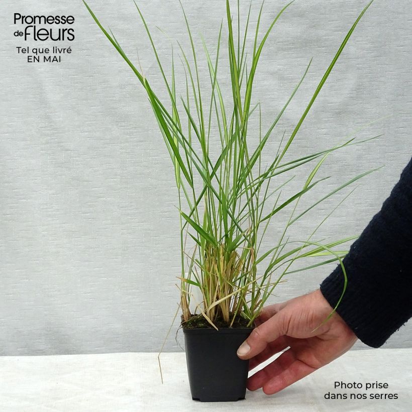 Calamagrostis acutiflora Avalanche - Feather Reed Grass sample as delivered in spring