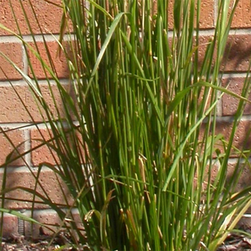 Calamagrostis acutiflora Karl Foerster - Feather Reed Grass (Foliage)
