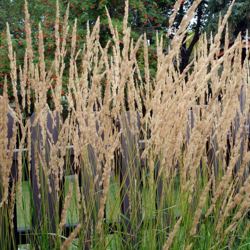 Calamagrostis acutiflora Karl Foerster - Feather Reed Grass (Plant habit)