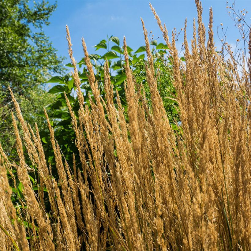 Calamagrostis acutiflora Overdam - Feather Reed Grass (Flowering)