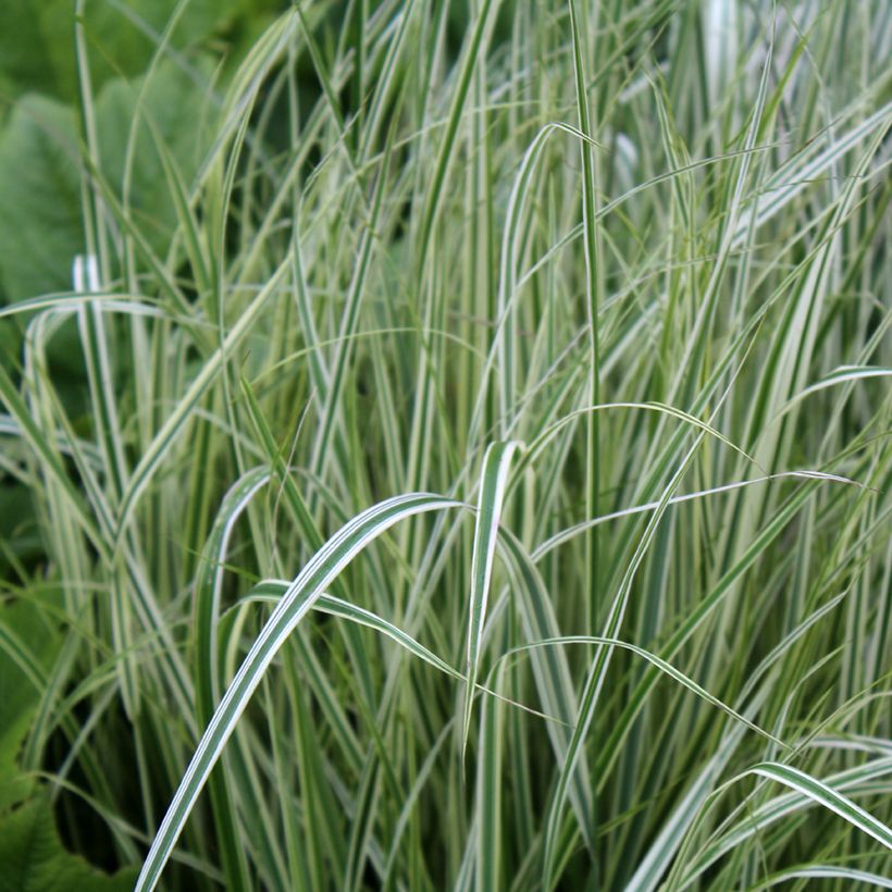 Calamagrostis acutiflora Overdam - Feather Reed Grass (Foliage)