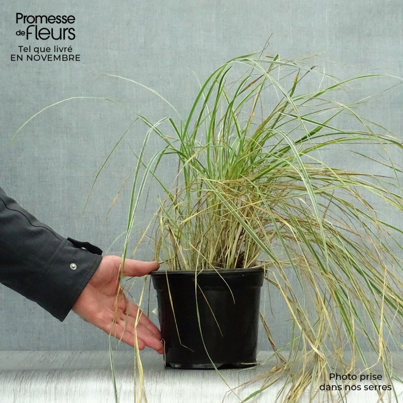 Calamagrostis acutiflora Overdam en pot de 2L sample as delivered in autumn