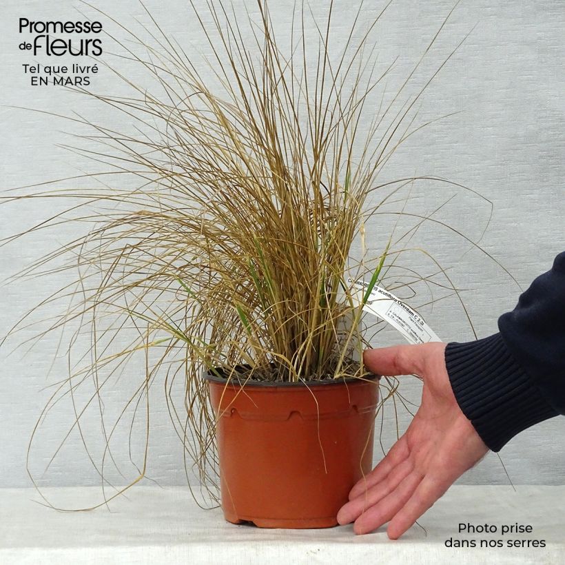 Calamagrostis acutiflora Overdam - Feather Reed Grass sample as delivered in spring