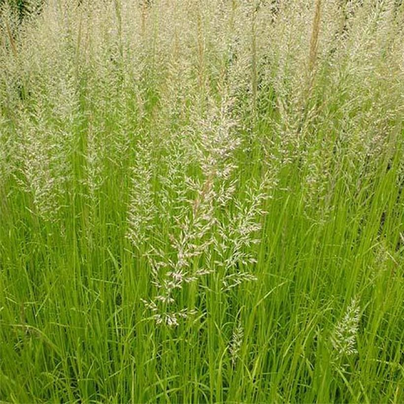 Calamagrostis acutiflora Waldenbuch - Feather Reed Grass (Flowering)