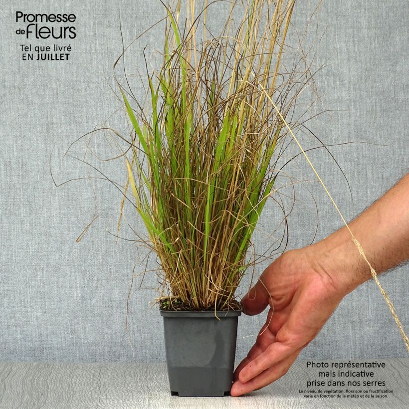 Calamagrostis acutiflora Waldenbuch - Feather Reed Grass 8/9 cm pot sample as delivered in summer