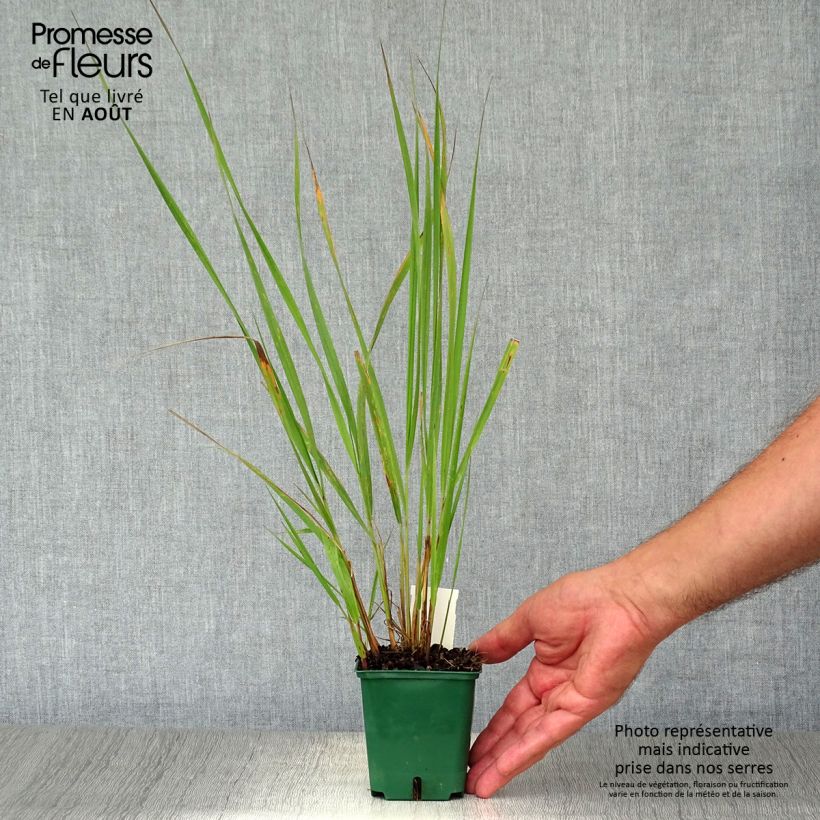 Calamagrostis brachytricha - Feather Reed Grass 8/9 cm pot sample as delivered in summer