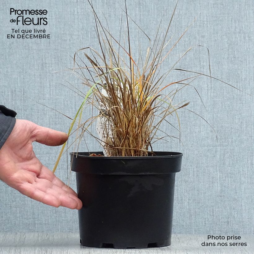 Calamagrostis brachytricha - Herbe aux diamants en pot de 3L/4L litres sample as delivered in winter