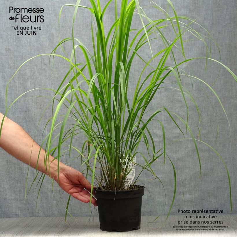 Calamagrostis brachytricha - Feather Reed Grass 3L/4L pot sample as delivered in summer