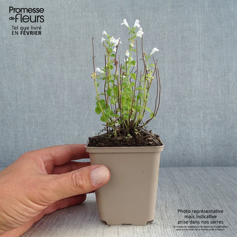 Calamintha nepeta Weisse Riese - Calamint 8/9 cm pot sample as delivered in autumn