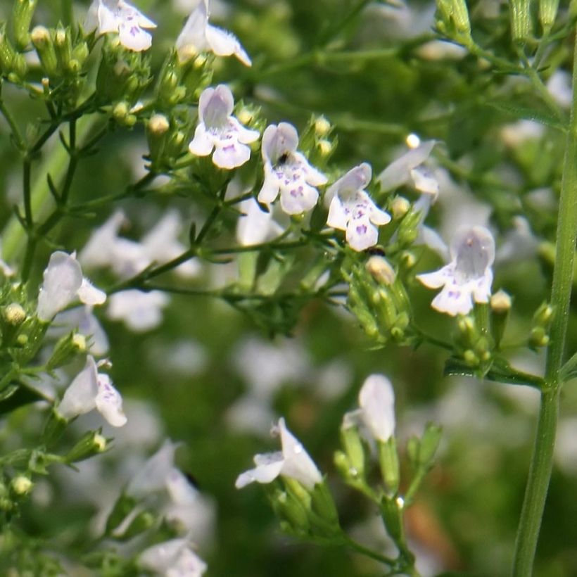 Calamintha nepeta White Cloud - Calamint (Flowering)