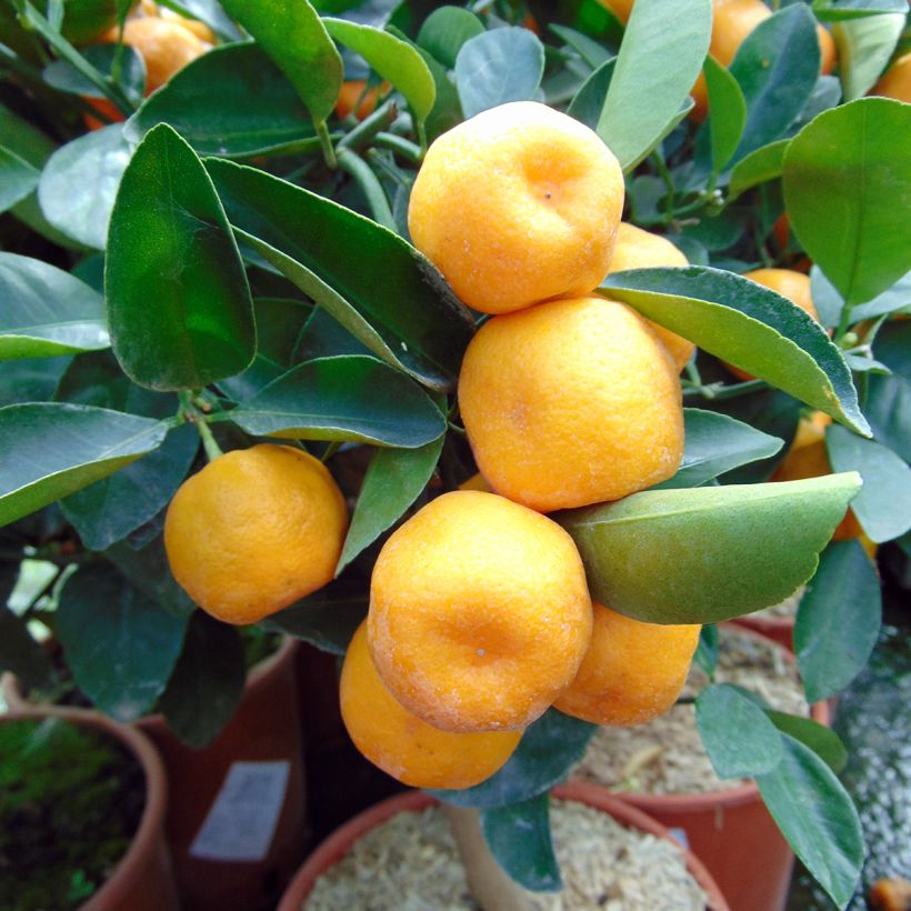 Calamondin - Citrus madurensis (Harvest)