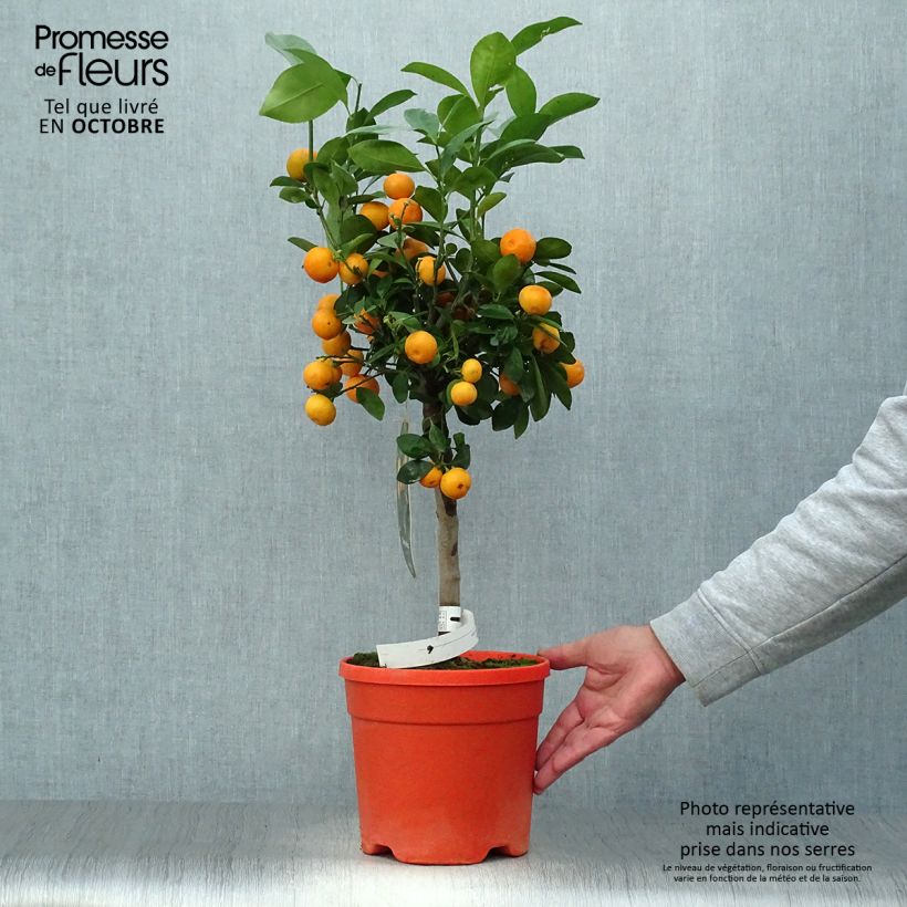 Calamondin - Citrus madurensis (mitis) en pot de 7L sample as delivered in autumn