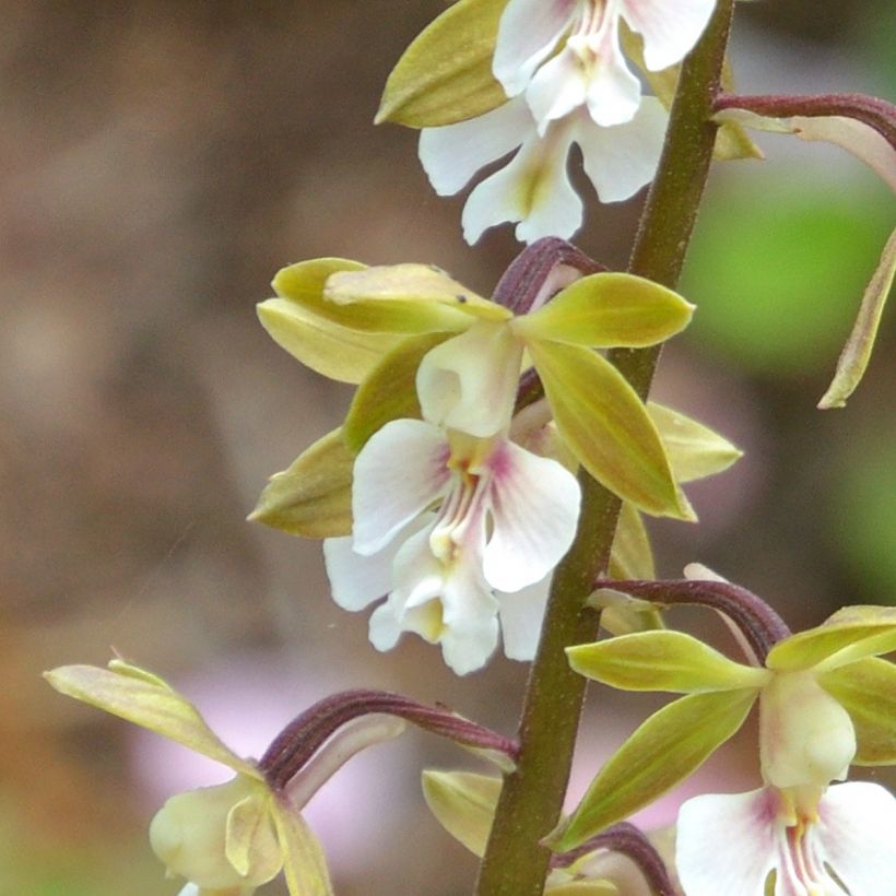 Calanthe Olive Green - Garden orchid (Flowering)
