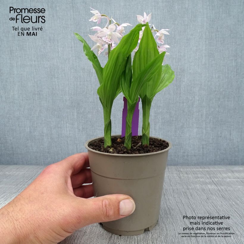 Calanthe Pink & Cream - Garden orchid 1.5L/2L pot sample as delivered in spring