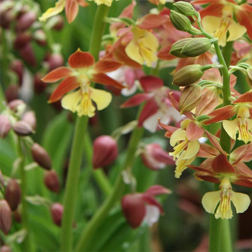 Calanthe tricarinata - Garden orchid (Flowering)