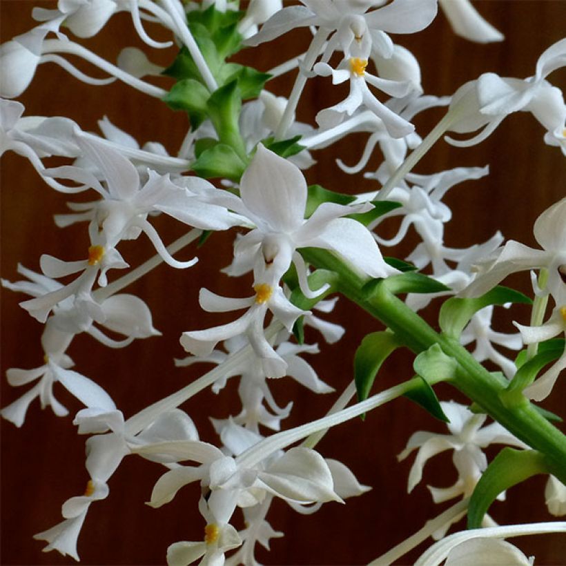 Calanthe triplicata - Garden orchid (Flowering)