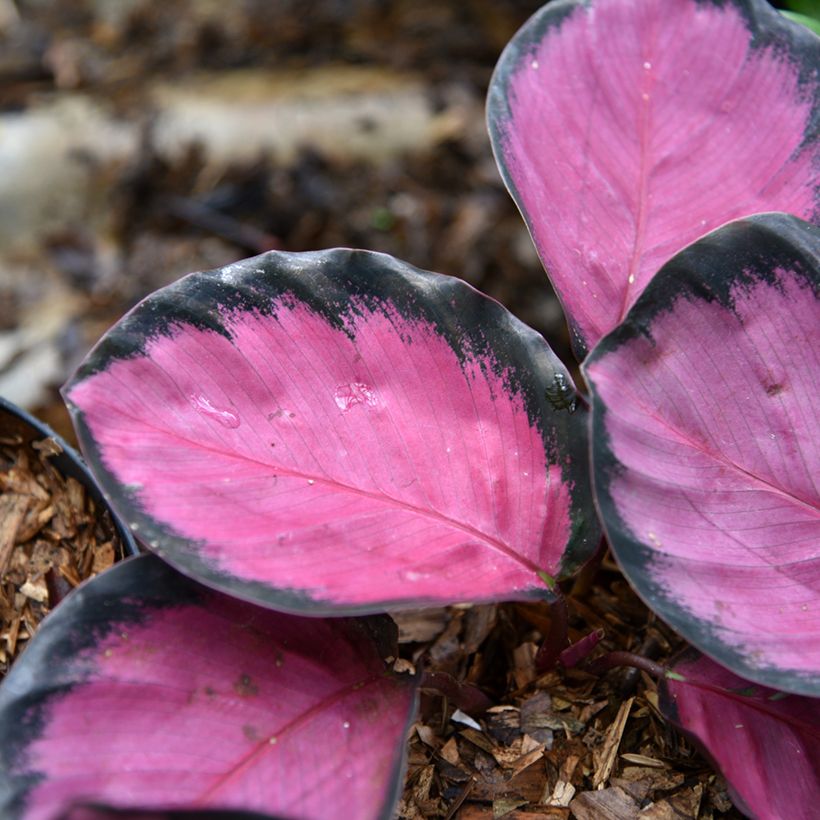 Calathea picturata Crimson (Foliage)