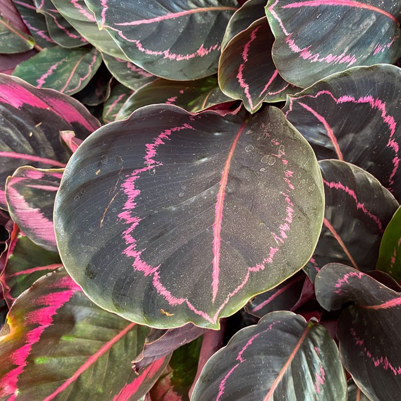 Calathea roseopicta Dottie (Foliage)