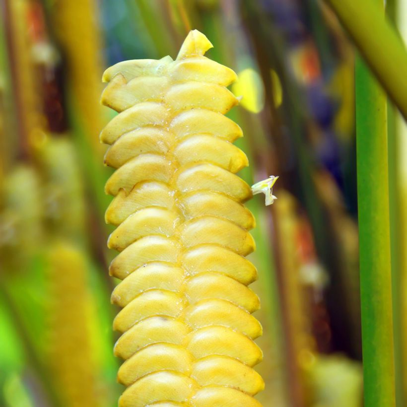 Calathea insignis - Rattlesnake plant (Flowering)