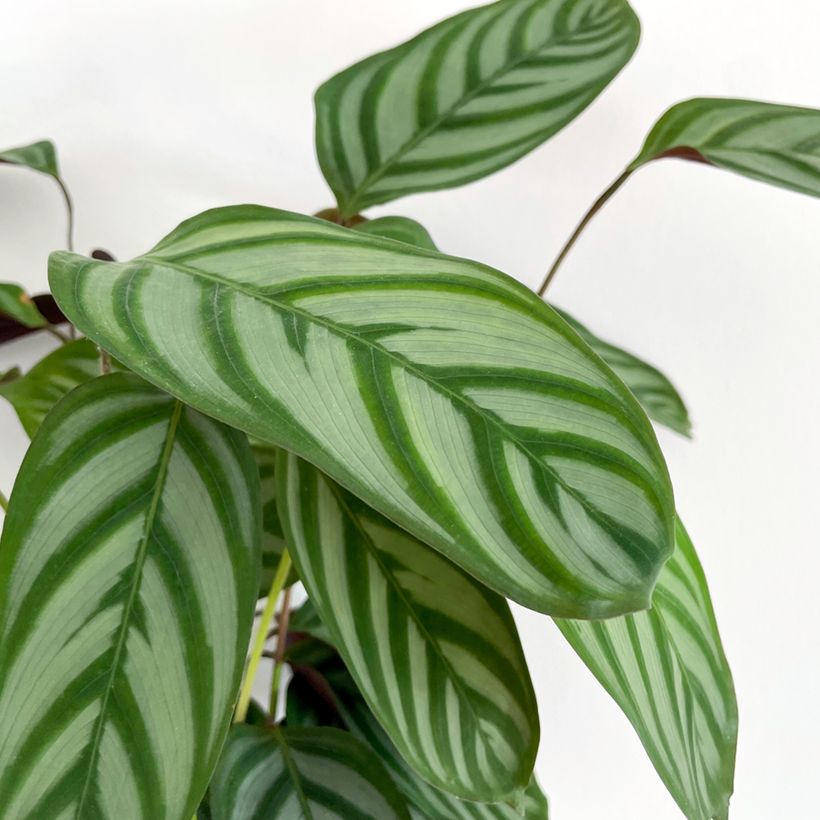 Ctenanthe oppenheimiana - Never-never plant (Foliage)