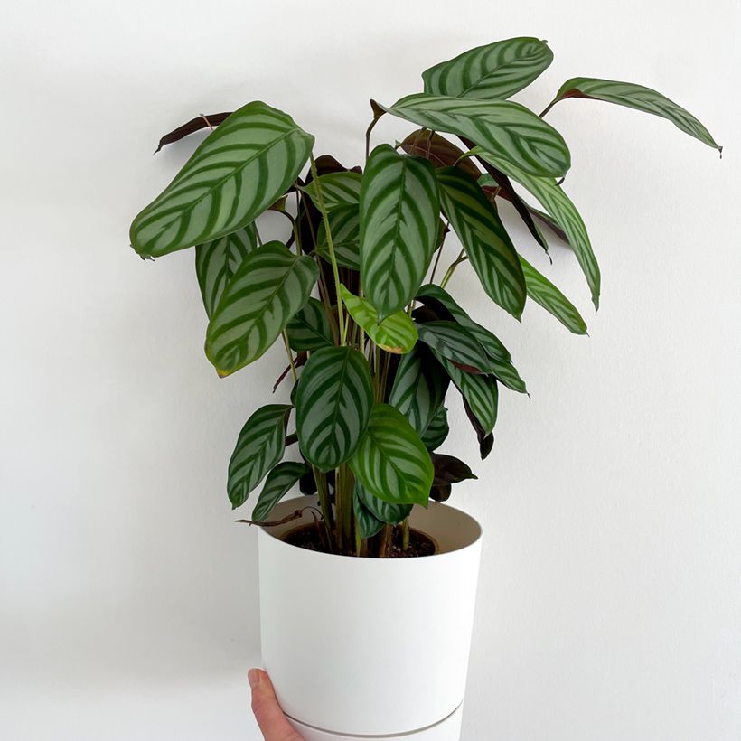 Ctenanthe oppenheimiana - Never-never plant (Plant habit)