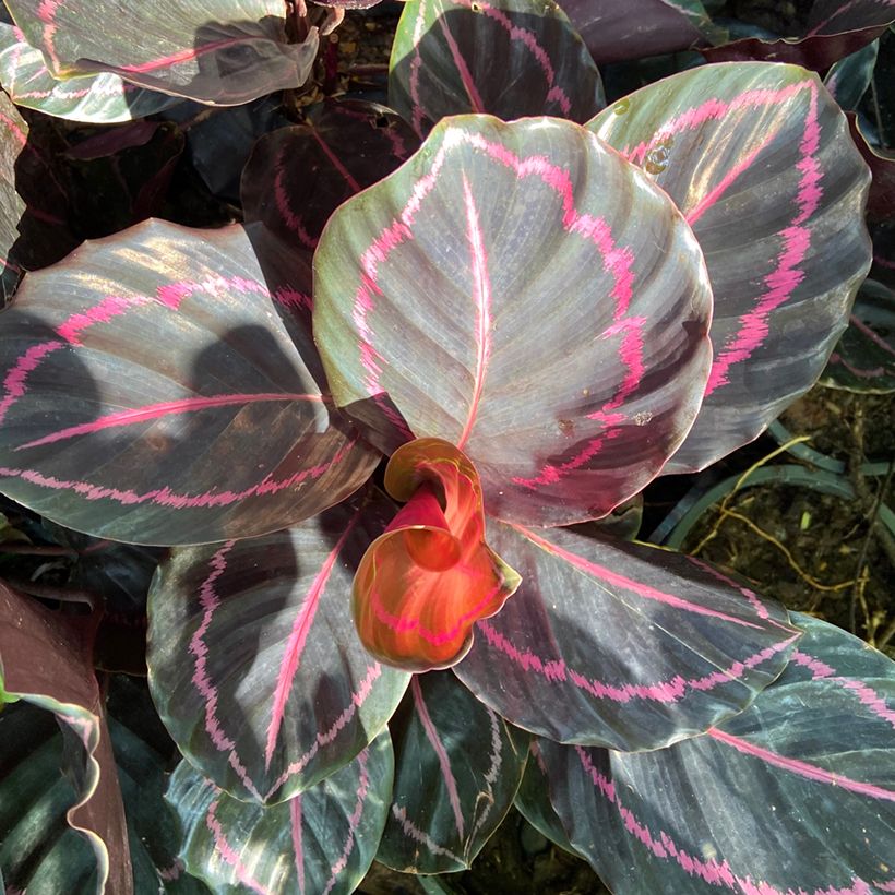 Calathea roseopicta - Rose-painted calathea (Foliage)