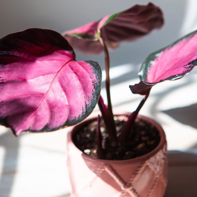 Calathea roseopicta Rosy - Rose-painted calathea (Foliage)