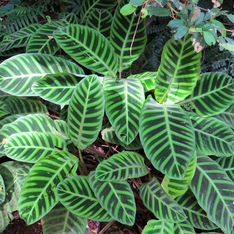 Calathea zebrina - Zebra Plant (Foliage)