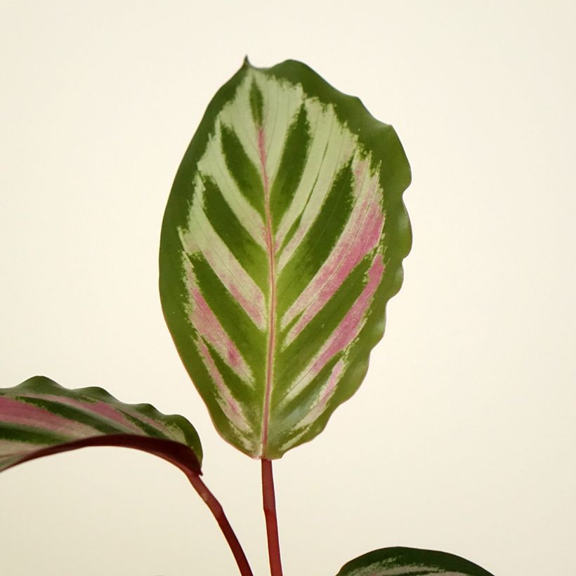 Calathea makoyana Peacock (Foliage)
