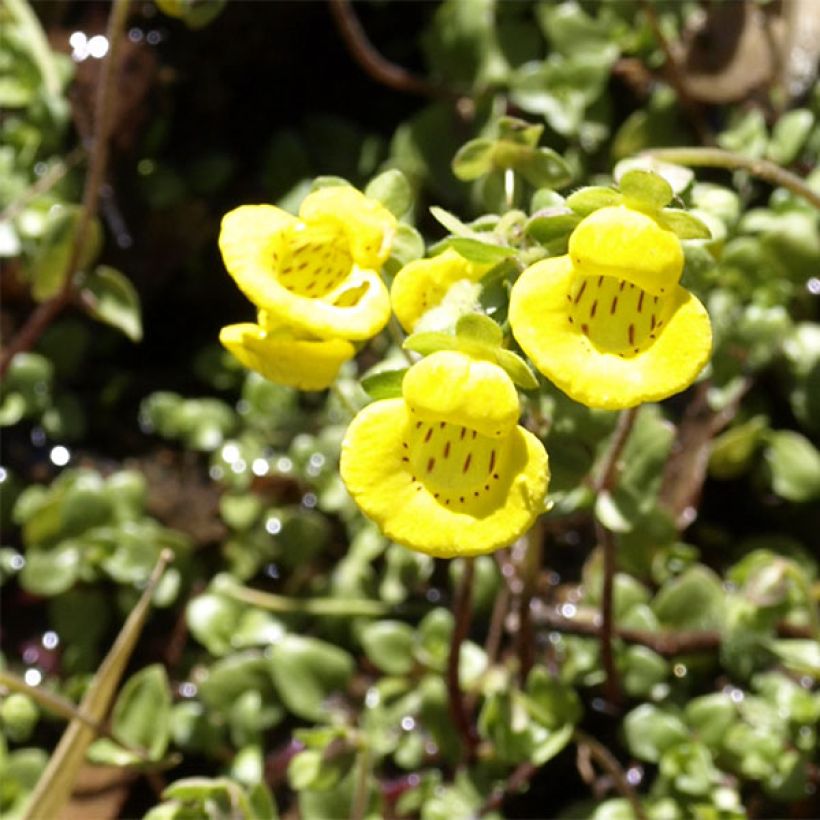 Calceolaria tenella (Flowering)