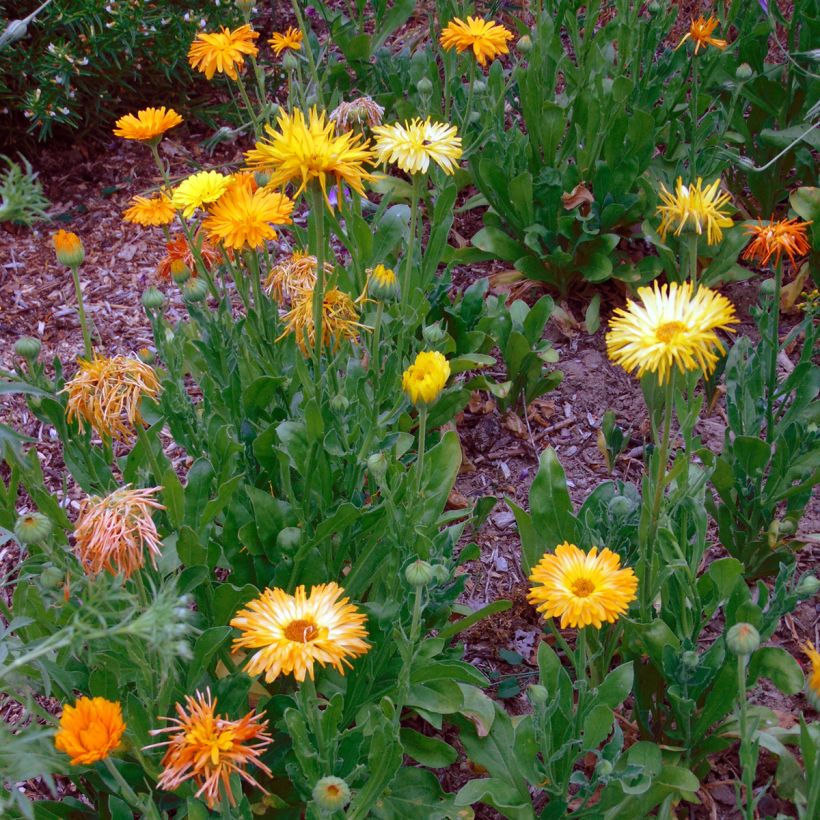 Calendula officinalis Seeds - Pot Marigold (Plant habit)