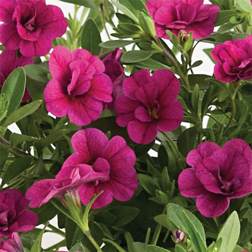 Calibrachoa Can-Can Rosies Pink - Double Mini-Petunia (Flowering)