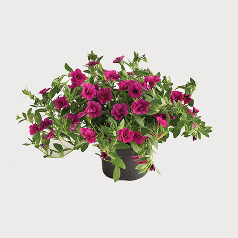 Calibrachoa Can-Can Rosies Pink - Double Mini-Petunia (Plant habit)
