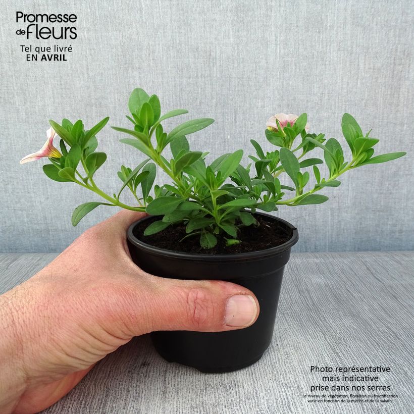 Calibrachoa hybrida Noa Almond Blossom 10cm/11cm pot sample as delivered in spring