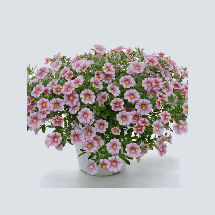 Calibrachoa Noa Princess - Trailing Petunia (Plant habit)