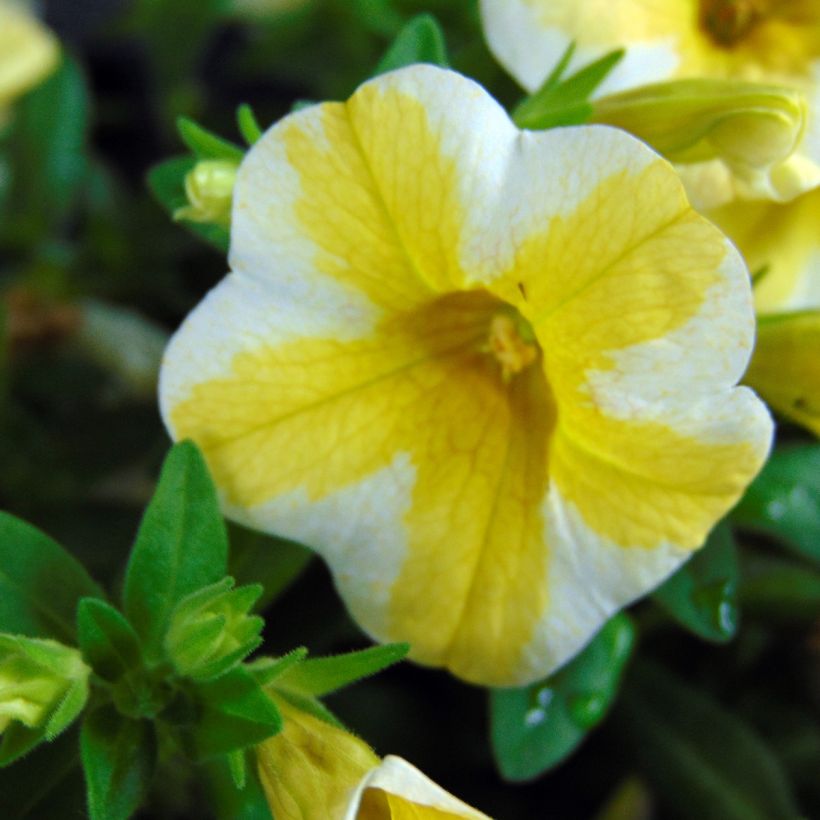 Calibrachoa Superbells Lemon Slice - Mini-Petunia (Flowering)