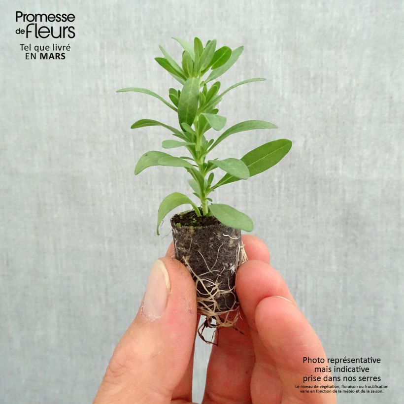 Calibrachoa Superbells Sweet Love - Mini-Petunia sample as delivered in spring