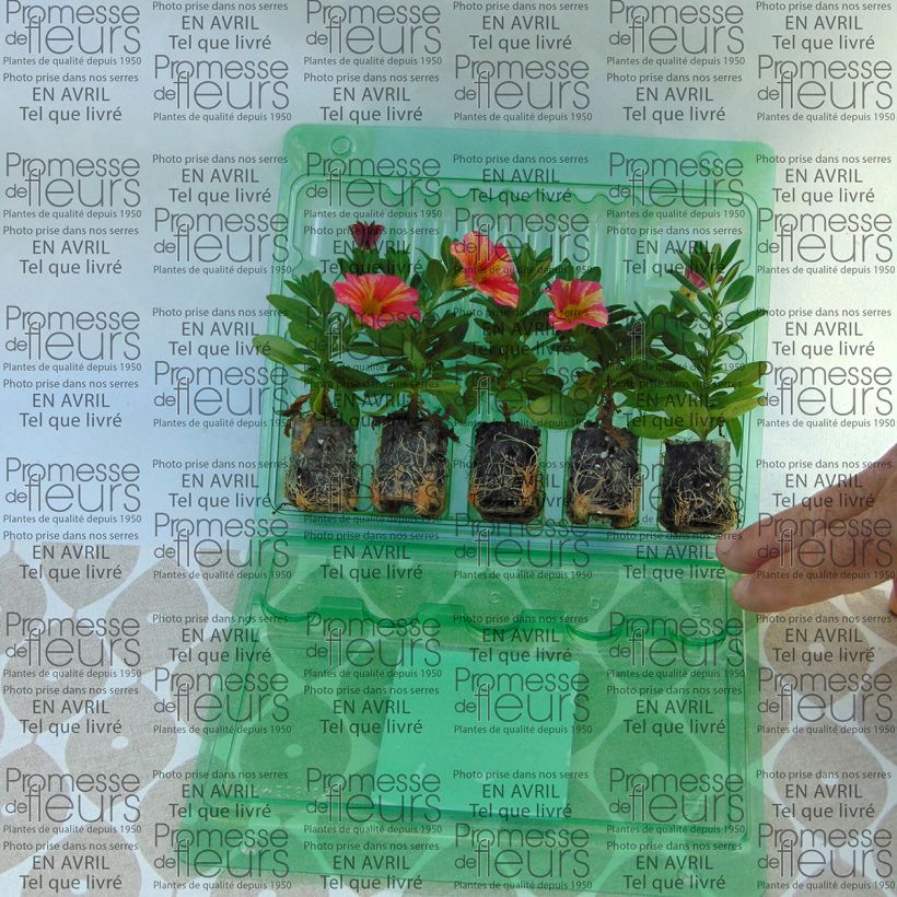 Example of Calibrachoa Superbells Tropical Sunrise - Mini-Petunia specimen as delivered