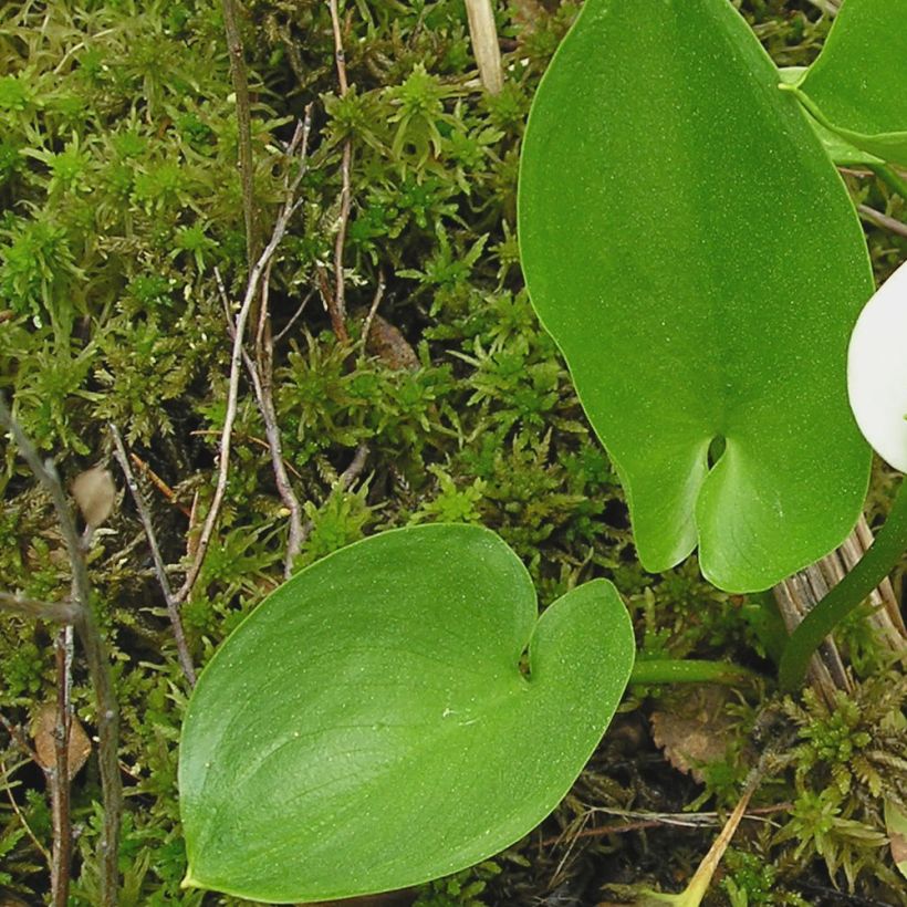 Calla palustris - Water arum (Foliage)